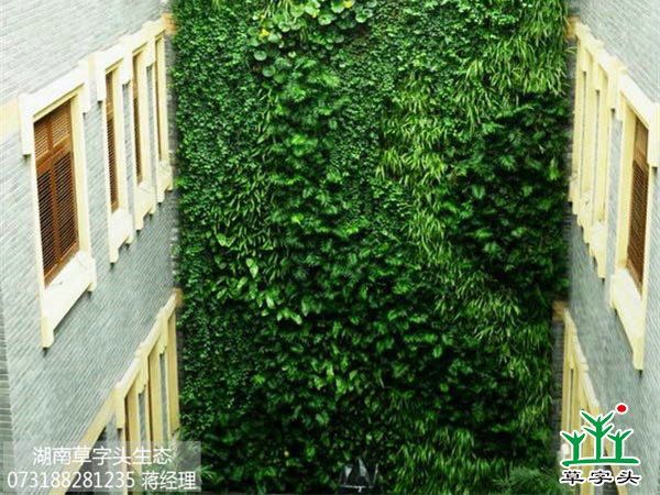 室內墻體立體綠化 室內墻體立體綠化